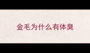 金毛为什么有体臭