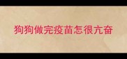狗狗做完疫苗怎很亢奋