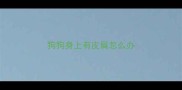 狗狗身上有皮屑怎么办