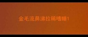 金毛流鼻涕拉稀嗜睡