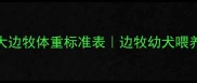 四个月大边牧体重标准表边牧幼犬喂养全攻略