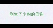刚生了小狗的母狗