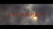 金毛幼犬刚到家哭