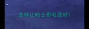 怎样让哈士奇毛变好