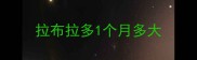 拉布拉多1个月多大