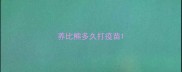 养比熊多久打疫苗