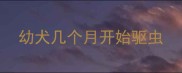 幼犬几个月开始驱虫