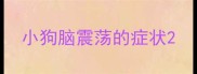 小狗脑震荡的症状