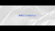 狗狗三个月吃什么
