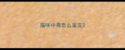 猫咪中毒怎么鉴定