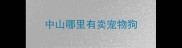中山哪里有卖宠物狗