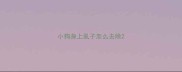 小狗身上虱子怎么去除