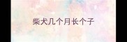 柴犬几个月长个子