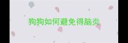 狗狗如何避免得脑炎