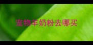 宠物羊奶粉去哪买