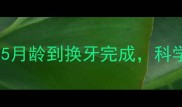 边牧换牙期全攻略从5月龄到换牙完成科学护理与行为观察指南