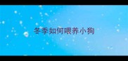 冬季如何喂养小狗
