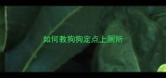 如何教狗狗定点上厕所