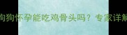 孕期营养指南狗狗怀孕能吃鸡骨头吗专家详解安全食用与禁忌
