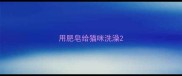 用肥皂给猫咪洗澡