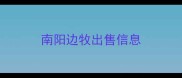 南阳边牧出售信息
