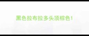 黑色拉布拉多头顶棕色