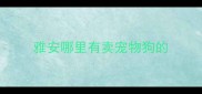 雅安哪里有卖宠物狗的