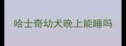 哈士奇幼犬晚上能睡吗