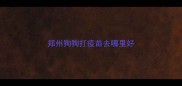 郑州狗狗打疫苗去哪里好