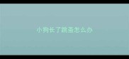 小狗长了跳蚤怎么办