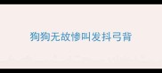 狗狗无故惨叫发抖弓背
