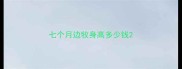 七个月边牧身高多少钱