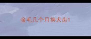 金毛几个月换犬齿