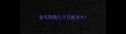 金毛狗狗几个月能长大
