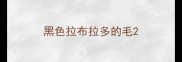 黑色拉布拉多的毛