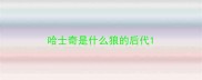 哈士奇是什么狼的后代