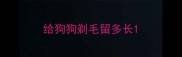 给狗狗剃毛留多长