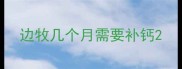 边牧几个月需要补钙