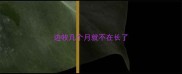 边牧几个月就不在长了