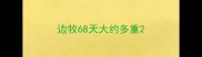 边牧68天大约多重