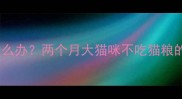 幼猫挑食拒食怎么办两个月大猫咪不吃猫粮的科学应对指南