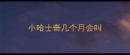 小哈士奇几个月会叫