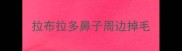 拉布拉多鼻子周边掉毛