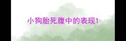 小狗胎死腹中的表现
