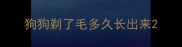 狗狗剃了毛多久长出来