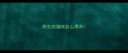 刚生的猫咪怎么喂养