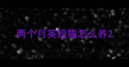 两个月英短猫怎么养