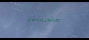 萨摩与哈士奇杂交