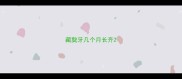 藏獒牙几个月长齐