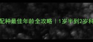 加菲猫配种最佳年龄全攻略1岁半到2岁科学指南